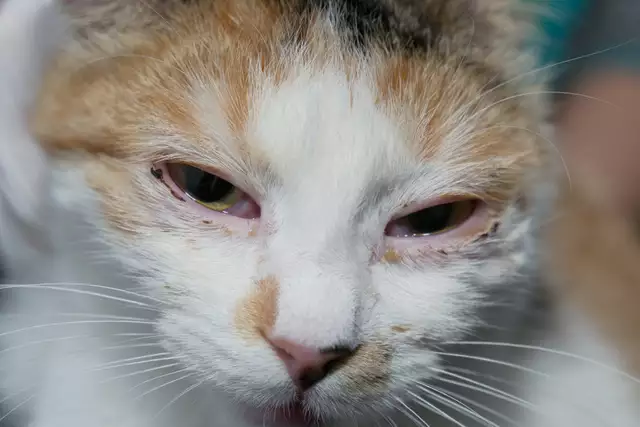 Famciclovir for Cats: Treating Feline Herpes Virus Effectively