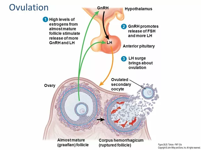 The impact of environmental toxins on the regulation of ovulation and menstruation